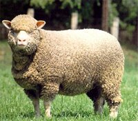 Как ухаживать за изделиями из овечьей шерсти